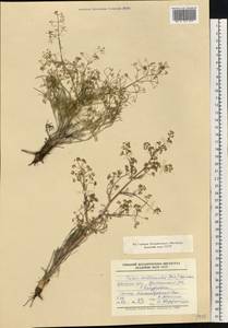 Trinia multicaulis (Poir.) Schischk., Eastern Europe, South Ukrainian region (E12) (Ukraine)