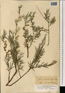 Salix microstachya Turcz. ex Trautv., Mongolia (MONG) (Mongolia)