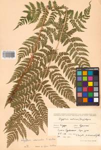 Dryopteris dilatata subsp. dilatata, Siberia, Russian Far East (S6) (Russia)