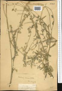 Berteroa incana (L.) DC., Middle Asia, Dzungarian Alatau & Tarbagatai (M5) (Kazakhstan)