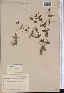 Lindernia dubia (L.) Pennell, America (AMER) (United States)