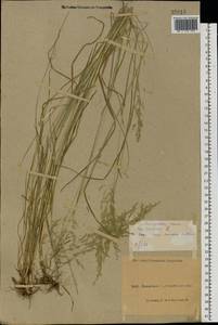 Poa trivialis L., Eastern Europe, North Ukrainian region (E11) (Ukraine)