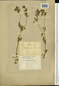 Potentilla supina L., Eastern Europe, South Ukrainian region (E12) (Ukraine)