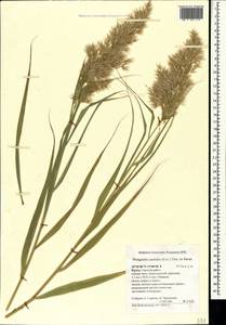 Phragmites australis (Cav.) Trin. ex Steud., Crimea (KRYM) (Russia)