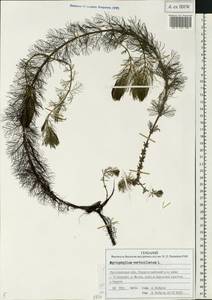 Myriophyllum verticillatum L., Eastern Europe, Central forest region (E5) (Russia)