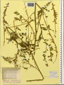Astragalus falcatus Lam., Caucasus, Armenia (K5) (Armenia)