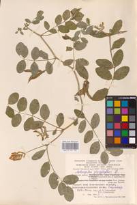Astragalus glycyphyllos L., Eastern Europe, Central region (E4) (Russia)