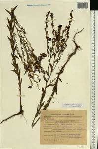 Linaria genistifolia (L.) Mill., Eastern Europe, Central forest-and-steppe region (E6) (Russia)