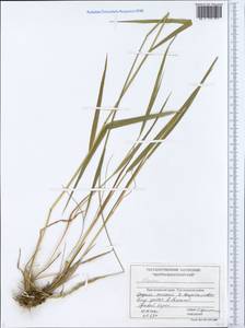 Elymus, Siberia, Central Siberia (S3) (Russia)