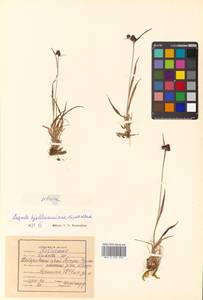 Luzula multiflora subsp. sibirica V. I. Krecz., Siberia, Russian Far East (S6) (Russia)