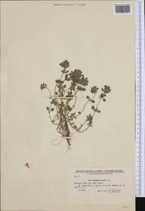 Clinopodium alpinum (L.) Kuntze, Western Europe (EUR) (Bulgaria)
