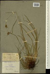 Carex pallescens L., Caucasus, Armenia (K5) (Armenia)