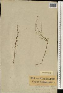 Wahlenbergia tenerrima (H.Buek) Lammers, Africa (AFR) (South Africa)