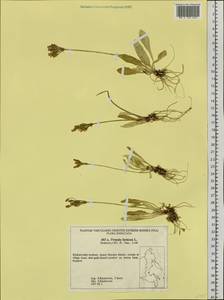 Primula farinosa L., Siberia, Russian Far East (S6) (Russia)