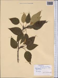 Populus balsamifera L., America (AMER) (United States)