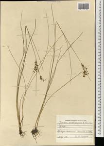 Juncus orchonicus Novikov, Mongolia (MONG) (Mongolia)