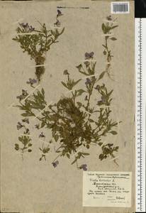 Viola tricolor L., Eastern Europe, Moscow region (E4a) (Russia)
