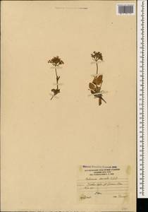 Valeriana saxicola C. A. Mey., Caucasus, South Ossetia (K4b) (South Ossetia)