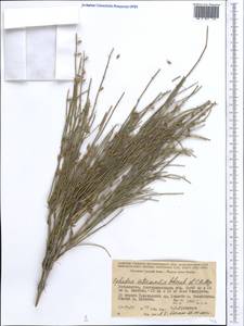 Ephedra intermedia Schrenk & C.A.Mey., Middle Asia, Pamir & Pamiro-Alai (M2) (Uzbekistan)