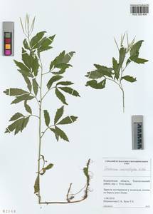 KUZ 005 408, Cardamine macrophylla Willd., Siberia, Altai & Sayany Mountains (S2) (Russia)