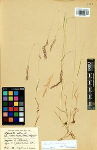 Agrostis stolonifera L., Siberia, Baikal & Transbaikal region (S4) (Russia)