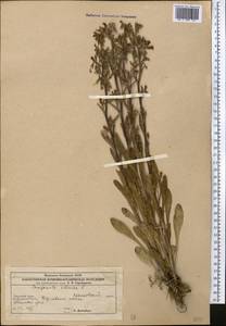 Campanula sibirica L., Middle Asia, Caspian Ustyurt & Northern Aralia (M8) (Kazakhstan)