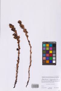 Hypopitys monotropa Crantz, Eastern Europe, Moscow region (E4a) (Russia)