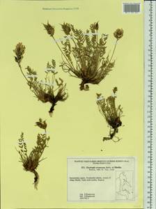 Oxytropis evenorum Jurtzev & A.P.Khokhr., Siberia, Chukotka & Kamchatka (S7) (Russia)