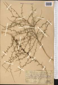 Asparagus breslerianus Schult. & Schult.f., Middle Asia, Western Tian Shan & Karatau (M3) (Kazakhstan)