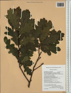 Quercus robur L., Western Europe (EUR) (United Kingdom)