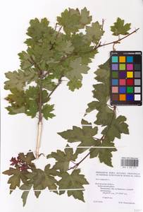 Acer campestre L., Eastern Europe, Central forest-and-steppe region (E6) (Russia)