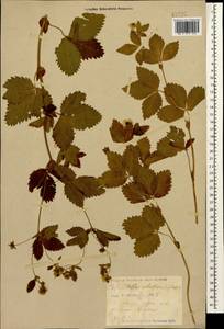 Potentilla elatior Willd. ex Schltdl., Caucasus, Krasnodar Krai & Adygea (K1a) (Russia)