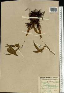 Veratrum lobelianum Bernh., Eastern Europe, Northern region (E1) (Russia)