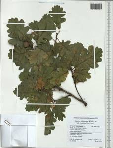 Quercus pubescens Willd. , nom. cons., Western Europe (EUR) (Italy)