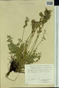 Oxytropis adamsiana (Trautv.)Jurtzev, Siberia, Chukotka & Kamchatka (S7) (Russia)