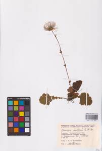 Geum montanum L., Eastern Europe, West Ukrainian region (E13) (Ukraine)