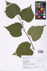 Tilia cordata Mill., Eastern Europe, Central region (E4) (Russia)