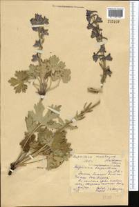 Delphinium dasyanthum Kar. & Kir., Middle Asia, Northern & Central Tian Shan (M4) (Kyrgyzstan)