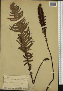 Lomaria nuda (Labill.) Willd., Australia & Oceania (AUSTR) (Australia)