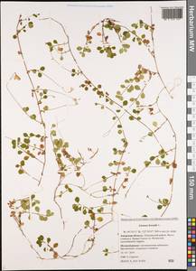 Linnaea borealis L., Siberia, Russian Far East (S6) (Russia)