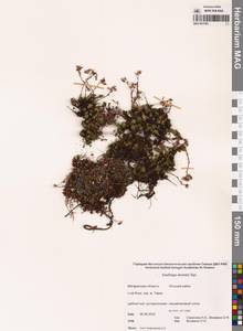 Saxifraga bronchialis subsp. bronchialis, Siberia, Chukotka & Kamchatka (S7) (Russia)