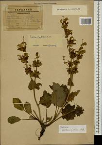 Salvia verbascifolia M.Bieb., Caucasus, Armenia (K5) (Armenia)