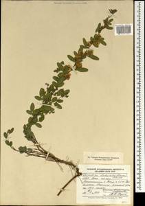 Lespedeza davurica (Laxm.)Schindl., Mongolia (MONG) (Mongolia)