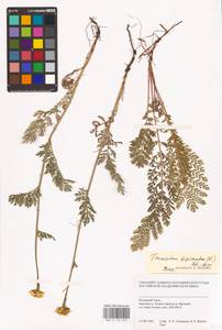 Tanacetum bipinnatum (L.) Sch. Bip., Siberia, Western Siberia (S1) (Russia)