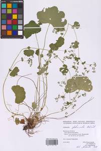 Alchemilla glabricaulis H. Lindb., Eastern Europe, Central region (E4) (Russia)