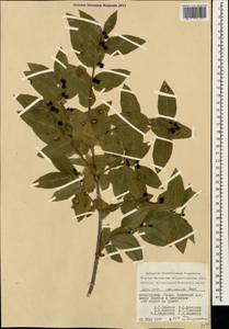 Lonicera caucasica subsp. orientalis (Lam.) D. F. Chamb. & Long, Caucasus, Azerbaijan (K6) (Azerbaijan)