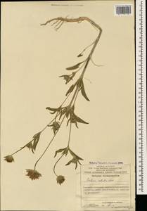 Lomelosia rotata (M. Bieb.) Greuter & Burdet, Caucasus, Azerbaijan (K6) (Azerbaijan)