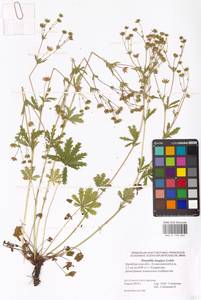 Potentilla longipes Ledeb., Eastern Europe, Eastern region (E10) (Russia)
