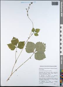 Halosciastrum melanotilingia (H. Boissieu) Pimenov & V. N. Tikhom., Siberia, Russian Far East (S6) (Russia)