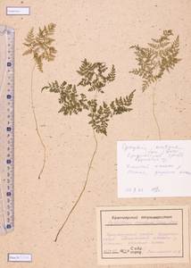 Cystopteris montana (Lam.) Bernh., Siberia, Altai & Sayany Mountains (S2) (Russia)